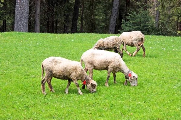 Algunos corderos — Foto de Stock