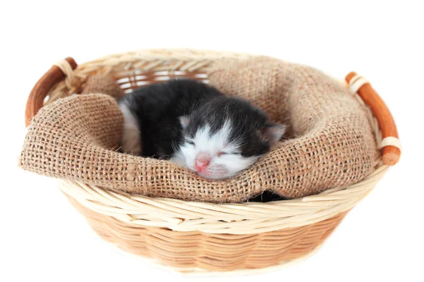 Gattino in un cesto — Foto Stock