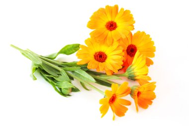 Calendula çiçekler