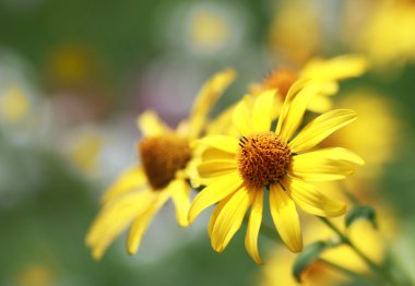 Rudbeckia çiçek