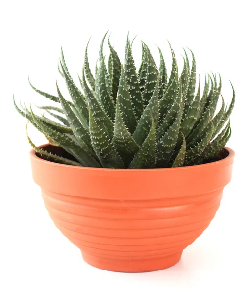 Stock image Aloe vera in a pot.