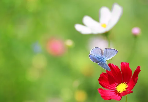 Modrý motýl poblíž květ. — Stock fotografie