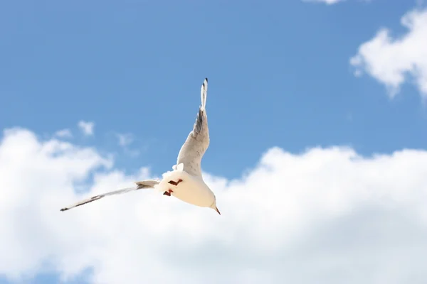 Uçuş bir martı — Stok fotoğraf