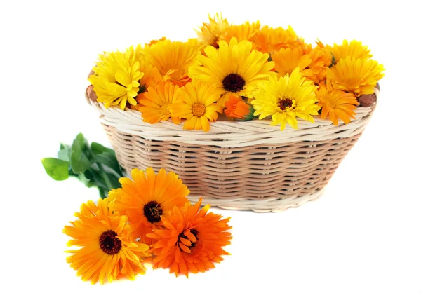Calendula in a basket — Stock Photo, Image