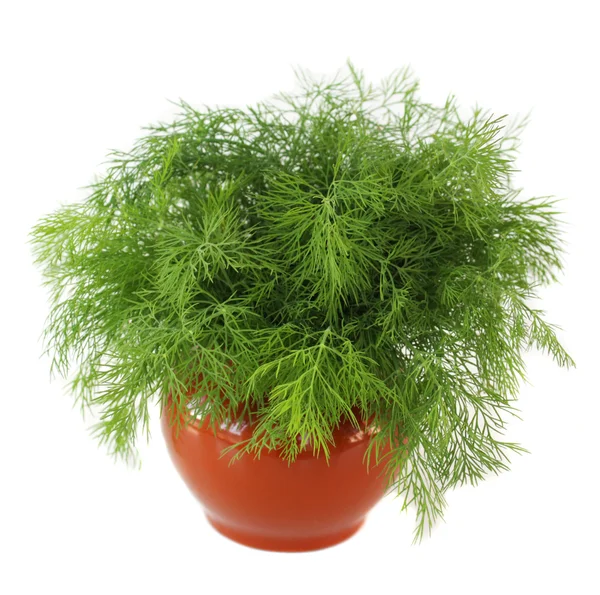 Vase with fennel Stock Photo