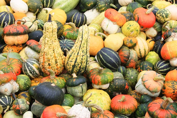 stock image Multi-coloured pumpkins