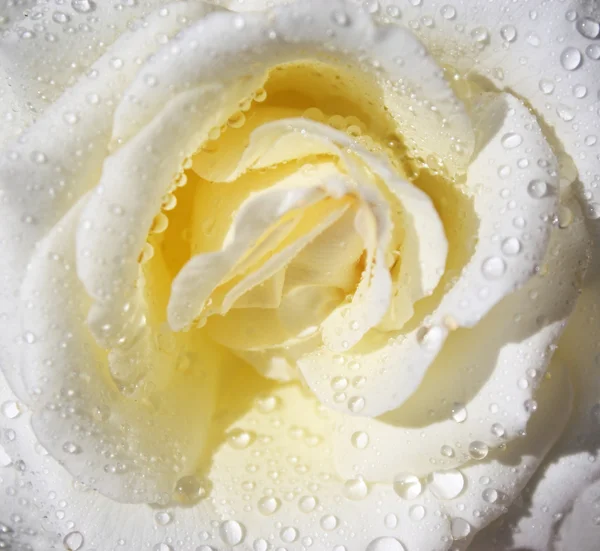 Stock image White rose