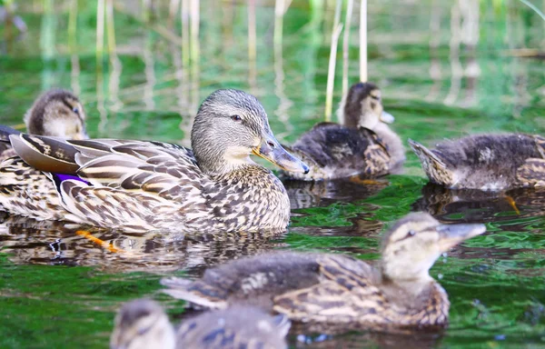 stock image Mallard duck with chicks