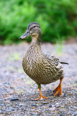 Female Mallard Duck clipart