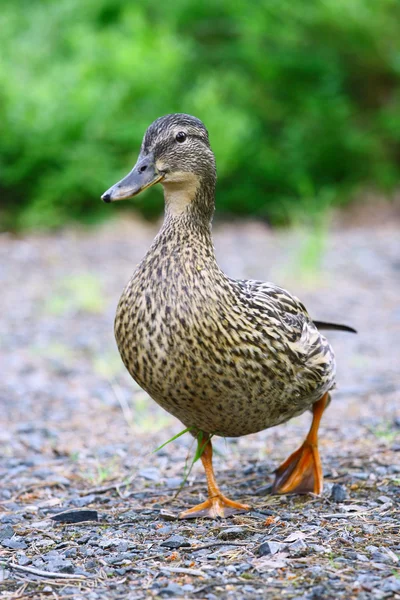stock image Female Mallard Duck