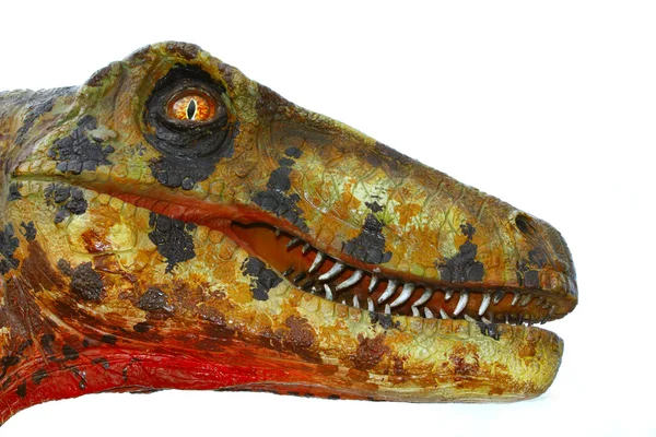 Deinonychus dinosaur head on white — Stock Photo, Image