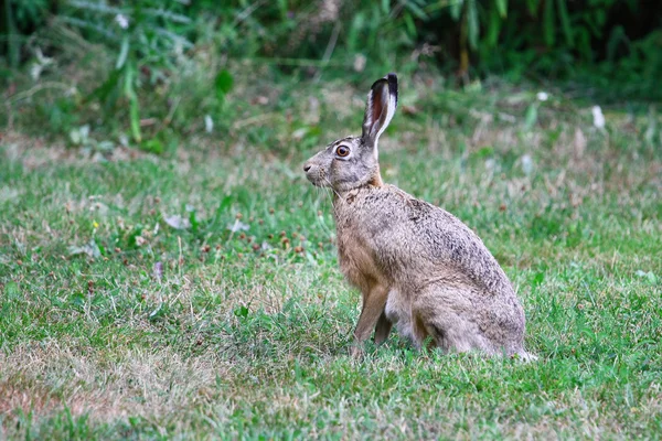 Сидящий заяц — стоковое фото