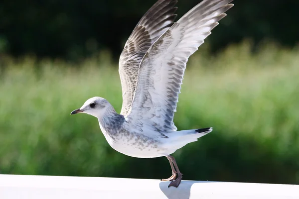 Flying Up Seagull — Stock Photo, Image