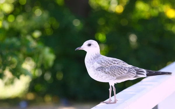 Seagull on green background — Stock Photo, Image