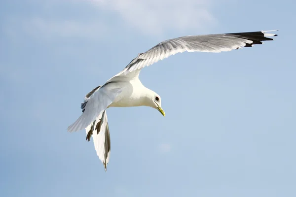Flying seagull on blue sky background — Stock Photo, Image