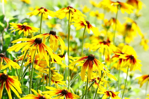 노란색 꽃 — 스톡 사진