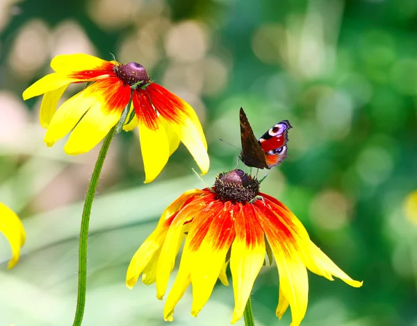 공작 나비 노란 꽃에 io — 스톡 사진
