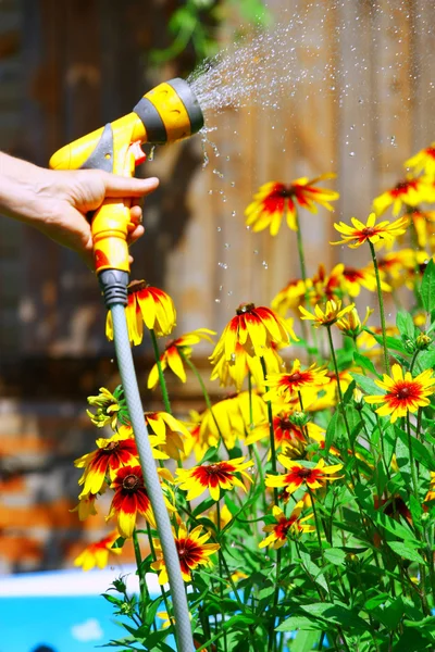 Watering Flowers — Stock Photo, Image