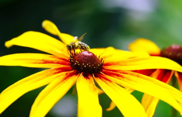 노란 꽃 위의 벌 — 스톡 사진
