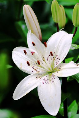 White lily with raindrops clipart