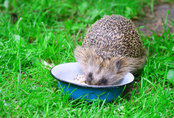 stock image Hedgehog