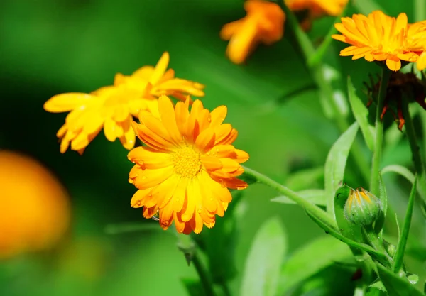 Oranje bloemen met regendruppels — Stockfoto