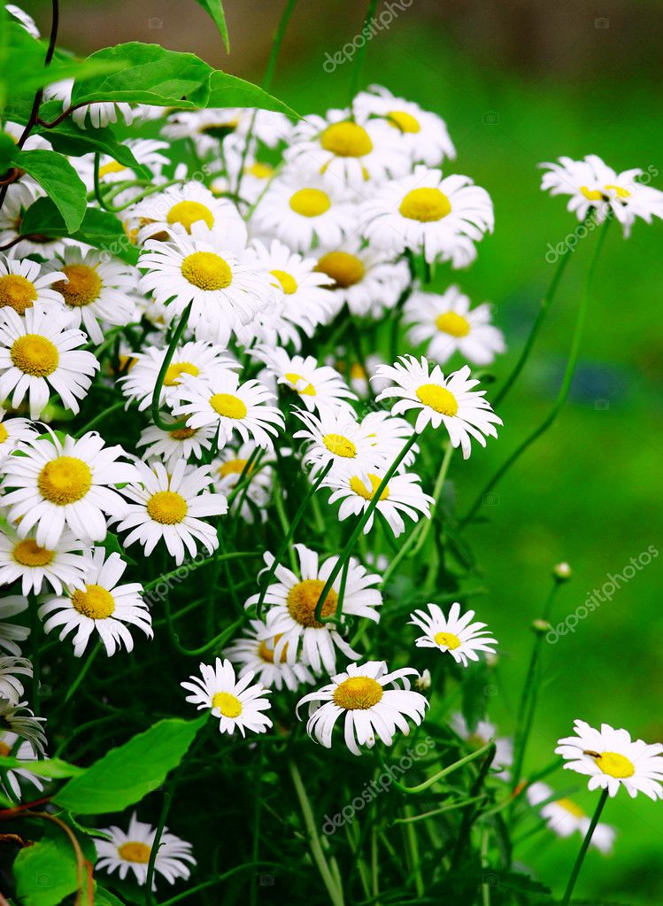 Green grass with daisy flowers