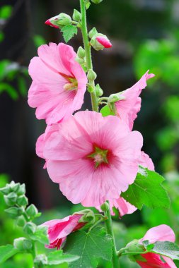 Pembe malva Silvestris. Mallows