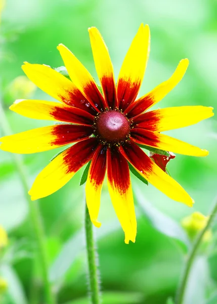 Yellow Flower — Stock Photo, Image