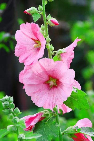 stock image Pink malva Silvestris. Mallows