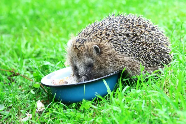 Stock image Hedgehog