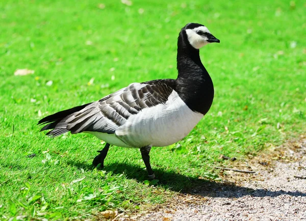 stock image Canadian Goose