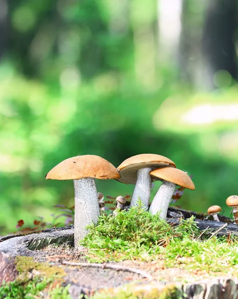 Orange Cap Boletus mushrooms (Leccinum aurantiacum) — Stock Photo, Image