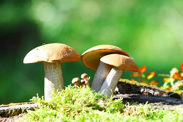 Orange Cap Boletus mushrooms (Leccinum aurantiacum) — Stock Photo, Image