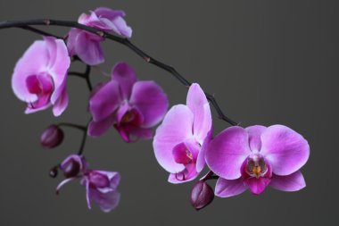 Mor orkide phalaenopsis zen çiçek