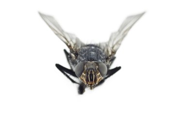 Extreme Close Up of Fly Insect clipart