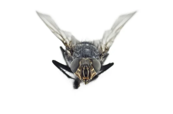 stock image Extreme Close Up of Fly Insect