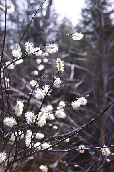 Árboles con flores en blanco — Foto de Stock