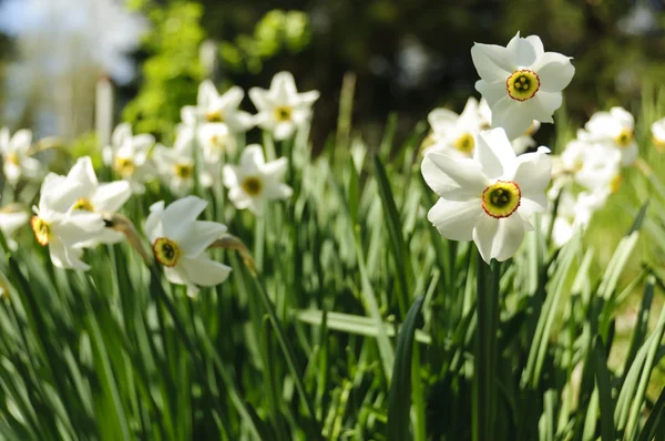 Narcissus Poeticus flowers in group — Stock Photo, Image