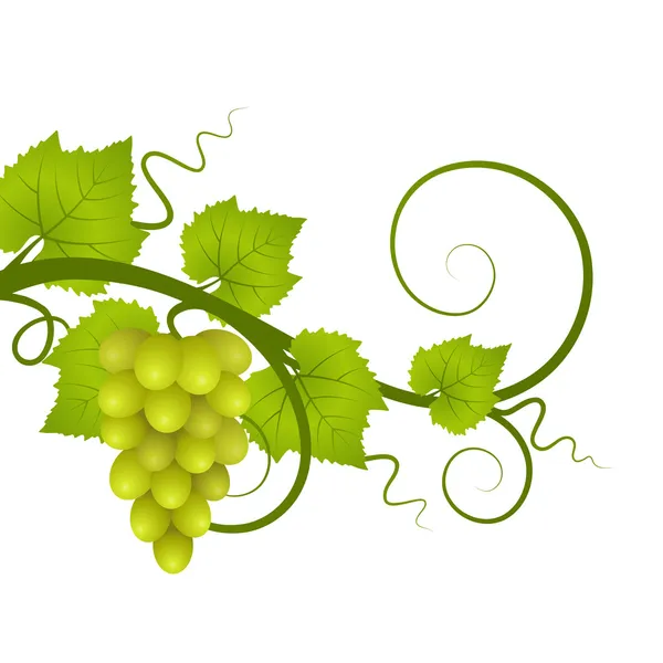 La vigne. Illustration vectorielle . — Image vectorielle