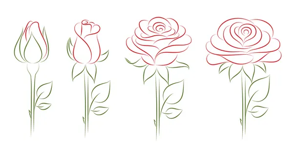 Rosa in fiore. Illustrazione vettoriale . — Vettoriale Stock