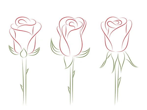 Blommande ros. vektor illustration. — Stock vektor