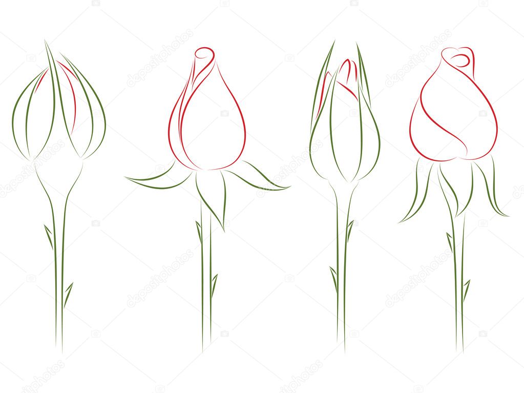 Rosebuds. Vector illustration.
