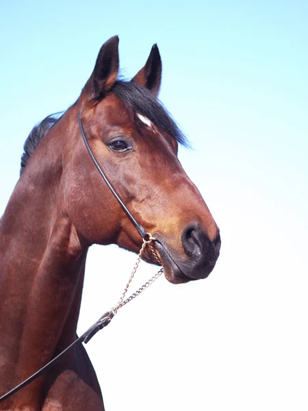 Portret van baai paard bij de blauwe hemel — Stockfoto