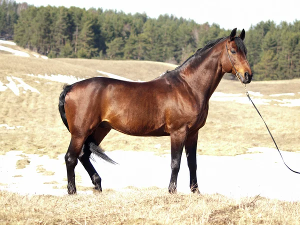 Exterior de cavalo de trakehner no campo de primavera — Fotografia de Stock