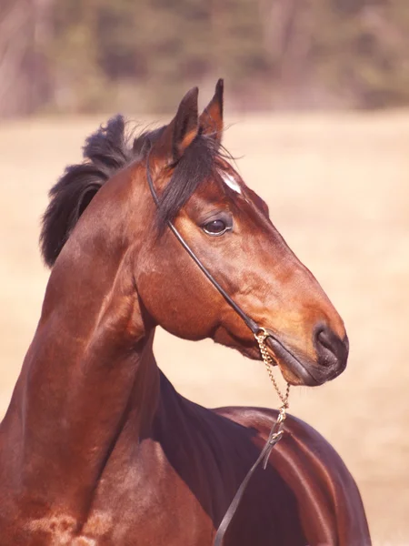 Portrét kůň v poli — Stock fotografie