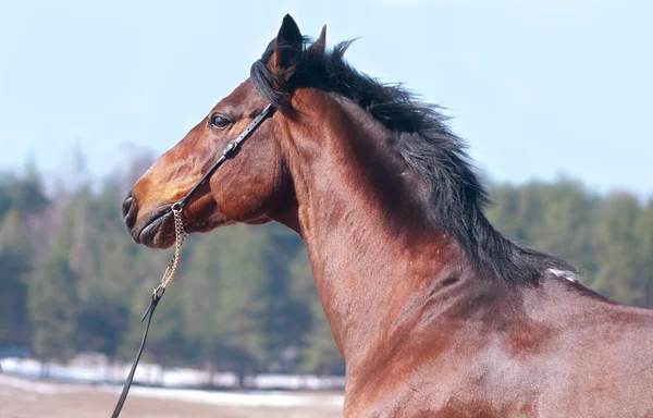 Портрет лаврового коня на весеннем поле — стоковое фото