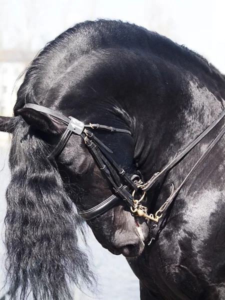 フリージアン馬の肖像画 — ストック写真