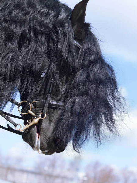 Portrét fríské koně — Stock fotografie