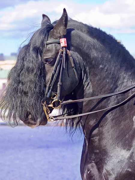 Портрет турецького коня — стокове фото